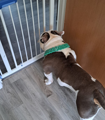 American Micro Pocket Bully looking through baby gate