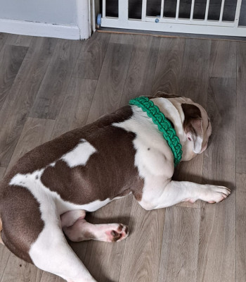 American Micro Pocket Bully lying on floor