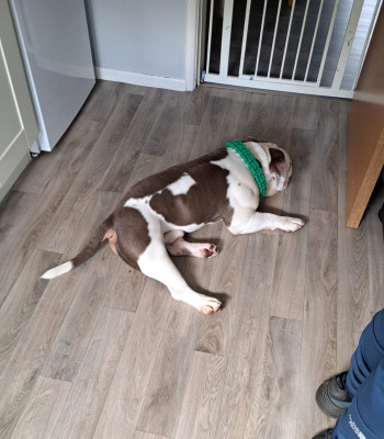 American Micro Pocket Bully lying on floor