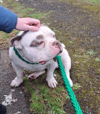 American Micro Pocket Bully out for a walk