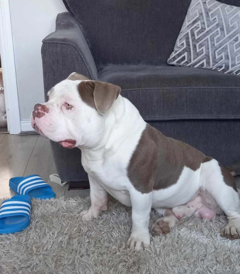 American Micro Pocket Bully sitting on rug
