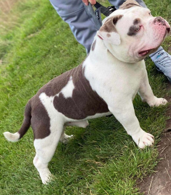 American Micro Pocket Bully on grass